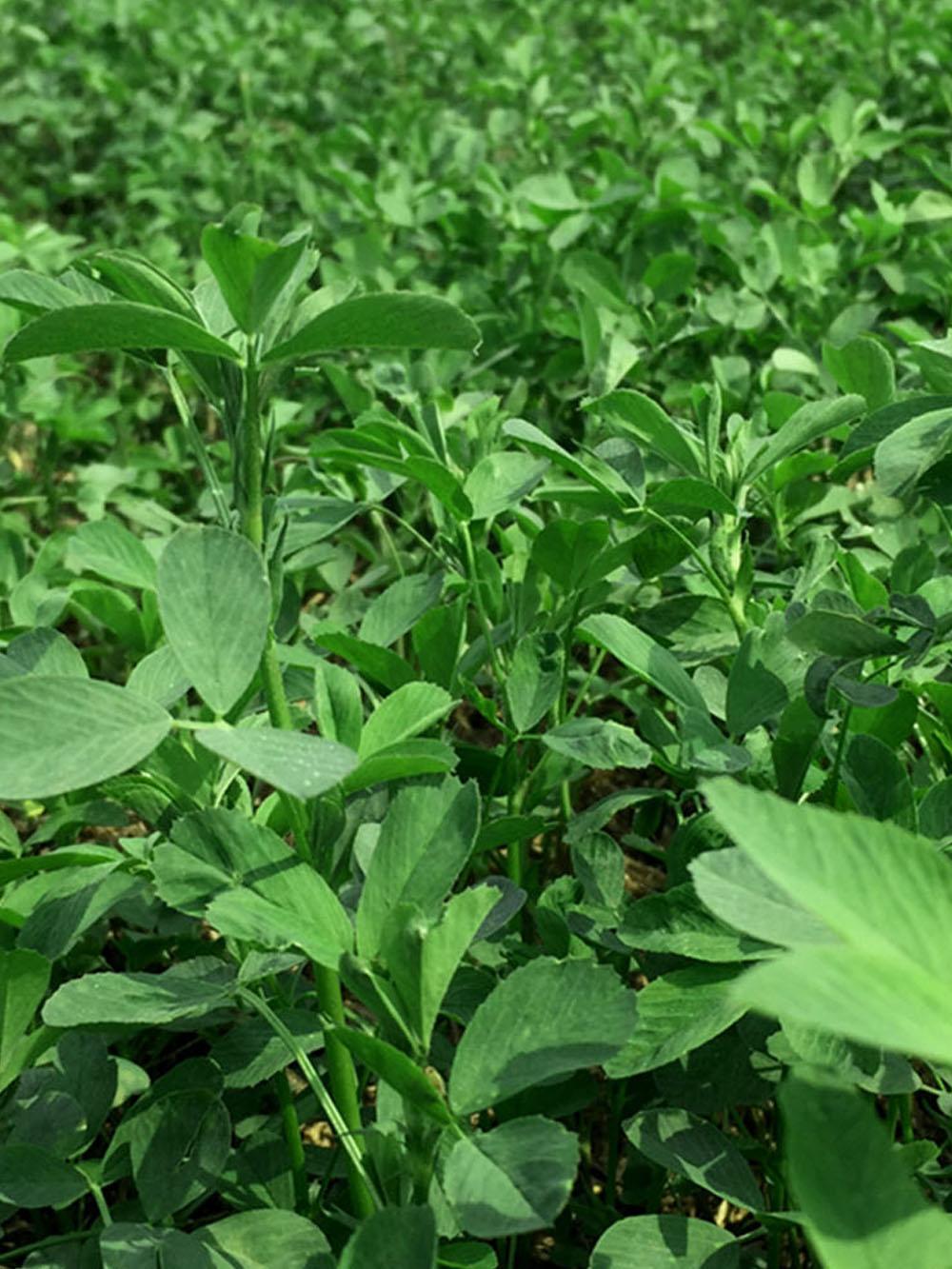 7030 XL Alfalfa Mix